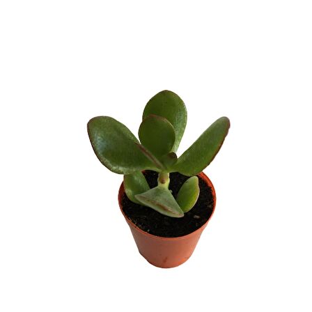 CRASSULA OVATA SUNSET - PARA AĞACI - MİNİ BOY (5,5 luk)