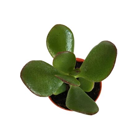 CRASSULA OVATA SUNSET - PARA AĞACI - MİNİ BOY (5,5 luk)