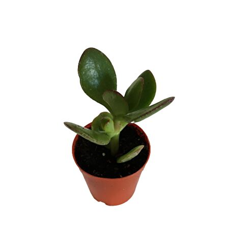 CRASSULA OVATA SUNSET - PARA AĞACI - MİNİ BOY (5,5 luk)