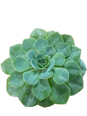 Büyük Boy Echeveria Pulidonis Sukulent 