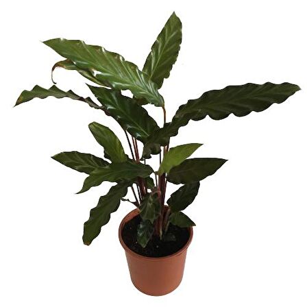 Kalatya  Calathea Rufibarba Wavestar