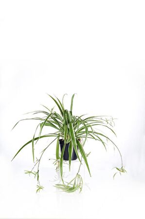 CHLOROPHYTUM -  KURDELA ÇİÇEĞİ 