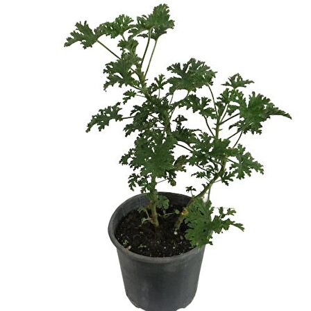 Pelargonium Odoratissimum - Itır Bitkisi (40-50 cm)