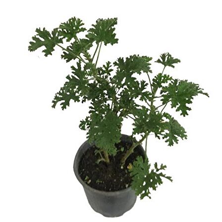 Pelargonium Odoratissimum - Itır Bitkisi (40-50 cm)