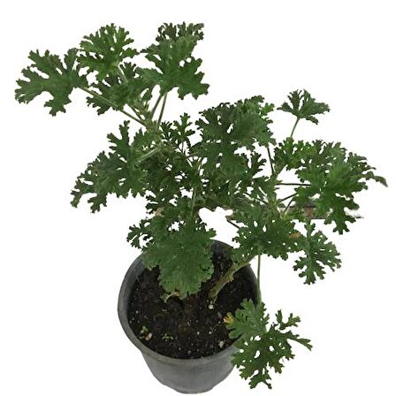 Pelargonium Odoratissimum - Itır Bitkisi (40-50 cm)