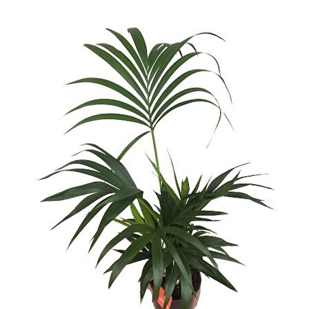 Howea Forsteriana | Kentia Palmiyesi (İthal)- Kentya - 120 cm