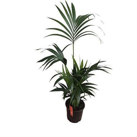 Howea Forsteriana | Kentia Palmiyesi (İthal)- Kentya - 120 cm