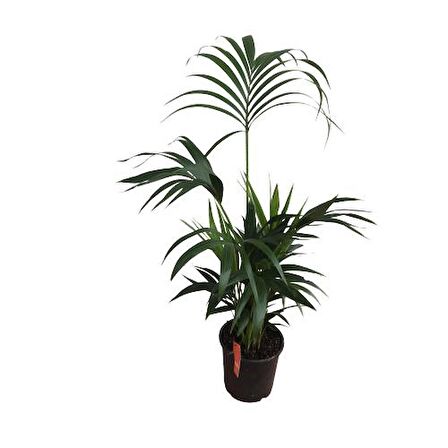 Howea Forsteriana | Kentia Palmiyesi (İthal)- Kentya - 120 cm