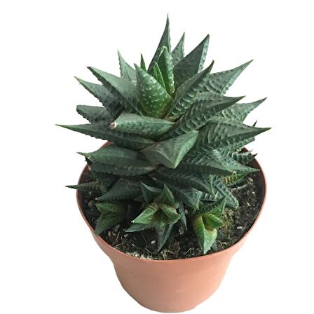 Haworthia Limifolia -12 lik