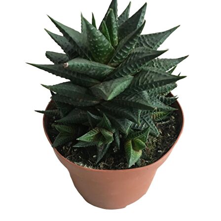 Haworthia Limifolia -12 lik