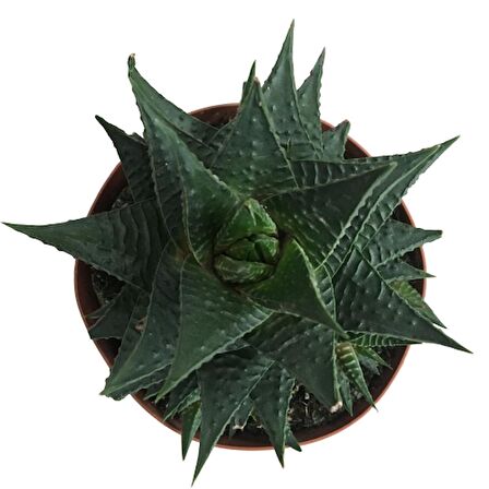 Haworthia Limifolia -12 lik