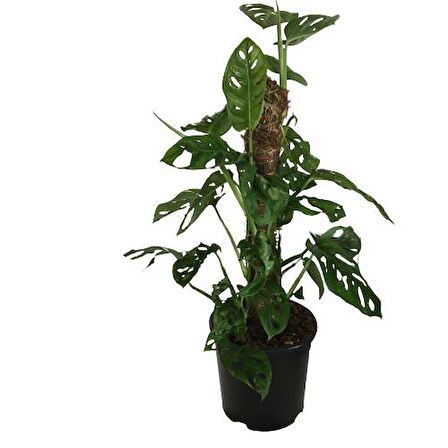 MONSTERA OBLİQUA - Sarmaşık Cins Deve Tabanı 80-100 cm