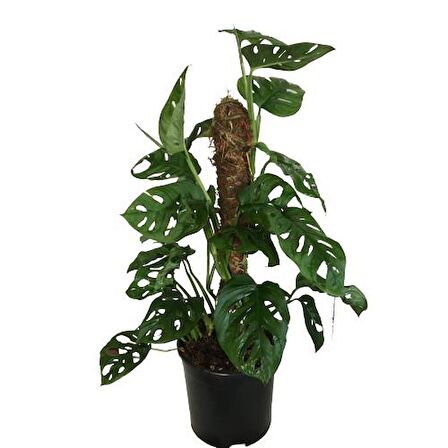 MONSTERA OBLİQUA - Sarmaşık Cins Deve Tabanı 80-100 cm