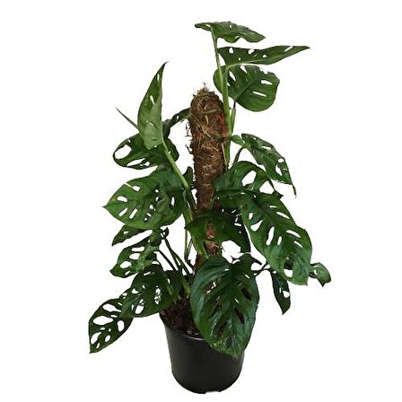 MONSTERA OBLİQUA - Sarmaşık Cins Deve Tabanı 80-100 cm