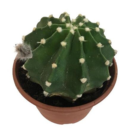 İthal Büyük Boy Kaktüs - Echinopsis Subdenudata (17 cm lik saksıda)