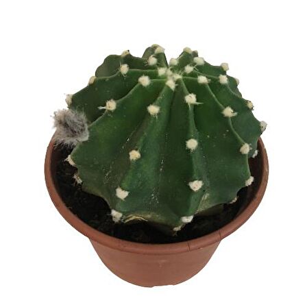 İthal Büyük Boy Kaktüs - Echinopsis Subdenudata (17 cm lik saksıda)