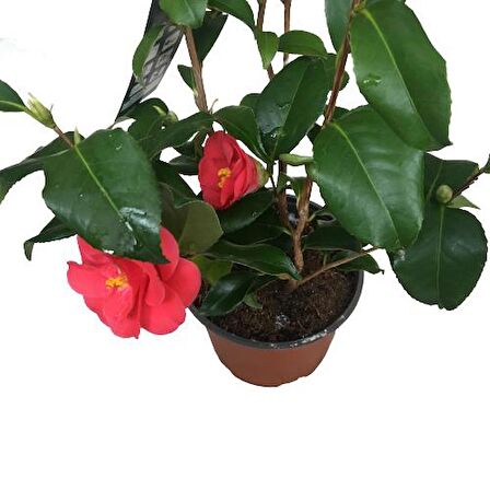 Camellia Japonica - İthal Kamelya Bitkisi