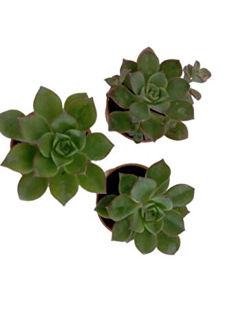 İki Adet Aeonium Kiwi (Sukulent)