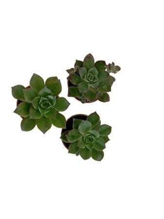 İki Adet Aeonium Kiwi (Sukulent)