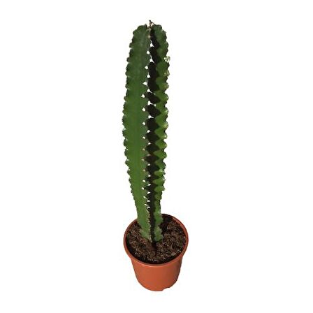 Euphorbia İngens -Kovboy Kaktüs (75-80 Cm)