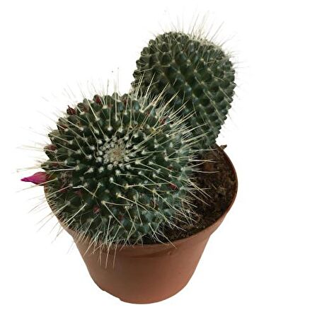 Mammillaria Spinosissima - Büyük Boy (14'lük Saksıda) İthal Ürün