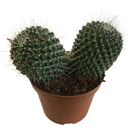 Mammillaria Spinosissima - Büyük Boy (14'lük Saksıda) İthal Ürün