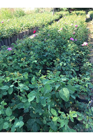 Rosa Damascena Reçellik Isparta Gülü Fidanı 1 Adet 10-20 cm