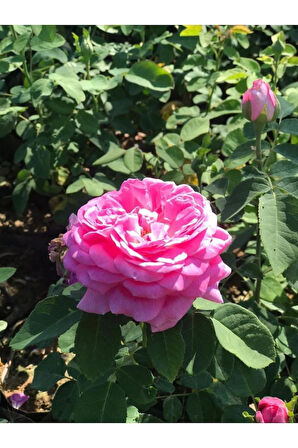 Rosa Damascena Reçellik Isparta Gülü Fidanı 1 Adet 10-20 cm