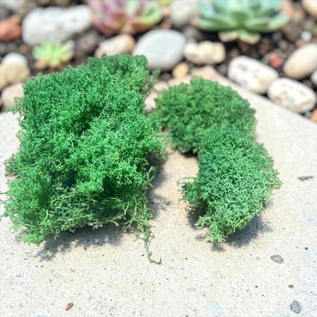 Premium Preserved Şoklanmış Yeşil Renk ReindeerMoss - Likenmoss Terraryum Yosunu 30gr -