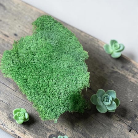Premium Preserved Şoklanmış Yeşil Renk ReindeerMoss - Likenmoss Terraryum Yosunu 4kg