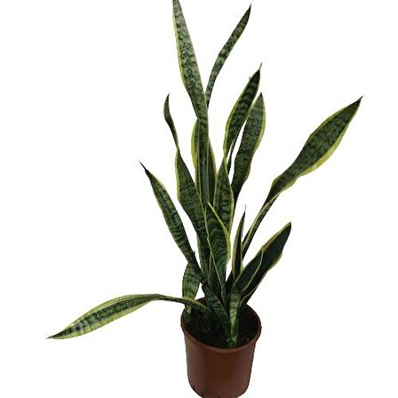 Sansevieria Trifasciata Çok Köklü 100 CM
