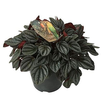 Peperomia Caperata Sunrise 17 cm'lik Saksıda