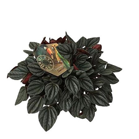 Peperomia Caperata Sunrise 17 cm'lik Saksıda