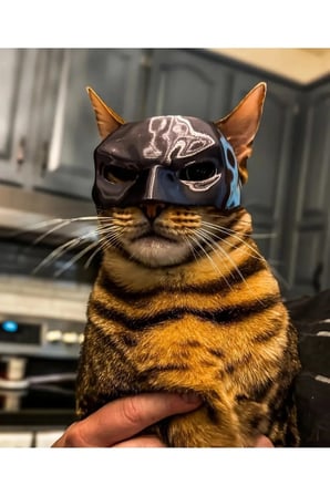 Yeni Estevia  Yarasa Kedi Batman Kedi Maskesi P717887 Company Kedi Şapka