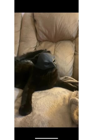 Yeni Estevia  Yarasa Kedi Batman Kedi Maskesi P717887 Company Kedi Şapka