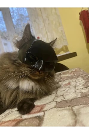 Yeni Estevia  Yarasa Kedi Batman Kedi Maskesi P717887 Company Kedi Şapka