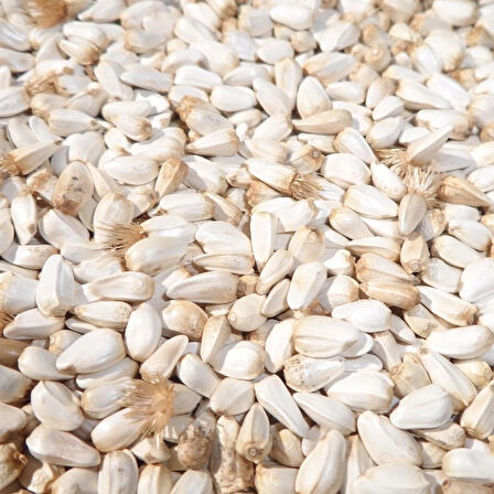 Aspir Ispir Tohumu 1 kg Tavuk Güvercin Kuş Yemi