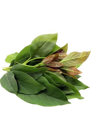  TAZE AVAKADO YAPRAĞI (GÜNLÜK TAZE) 750GR 