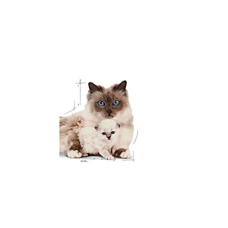 Royal Canin Mother&BabyCat Gebe/Laktasyondaki Anne ve Yavru Kedi için Kedi Konservesi 195g