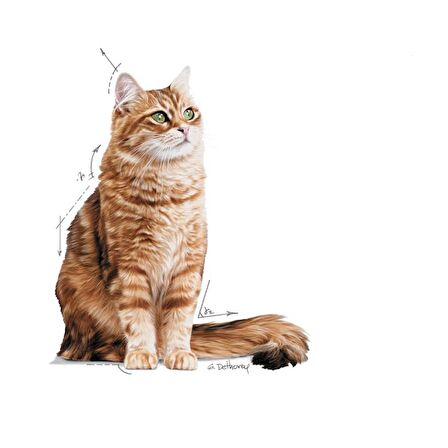 Royal Canin Sindirim Hassasiyeti Olan Kediler için Yaş Kedi Maması 85g