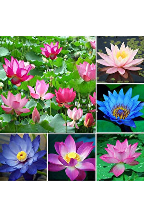  4 Adet Karışık Renklerde Lotus (Nilüfer) Çiçeği Tohumu