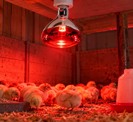 1 Adet YSF 8541 Infrared Isıtıcılı Ampul 250W Kırmızı Işık