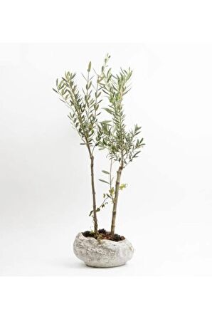 Taş Saksı Zeytin Ağacı Bonsai