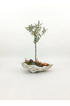 Beton Kaya Saksıda Zeytin Bonsai