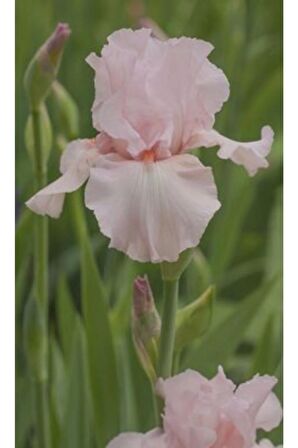 2 Adet Soft Pembe Iris (süsen) Germenica Çiçek Soğanı