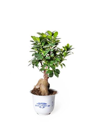 Ficus Ginseng Bonsai - Adam Ağaç - Ev Ofis Salon Iç Mekan Bitkisi - Ø:17 Cm - H:40 Cm