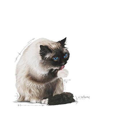 Royal Canin Hairball Tüy Yumağı Oluşumunun Azaltılması için Kuru Kedi Maması 2kg
