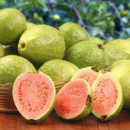 Bodur Pembe Guava Fidanı, Saksıda 
