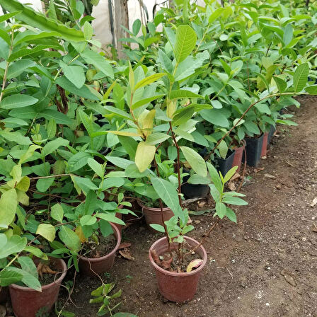 Bodur Pembe Guava Fidanı, Saksıda 