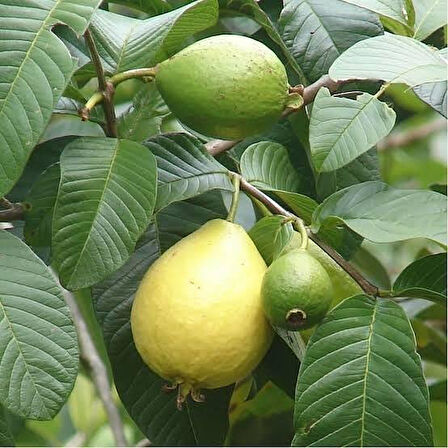 Bodur Sarı Guava Fidanı, Saksıda 